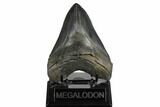 Fossil Megalodon Tooth - South Carolina #180874-2